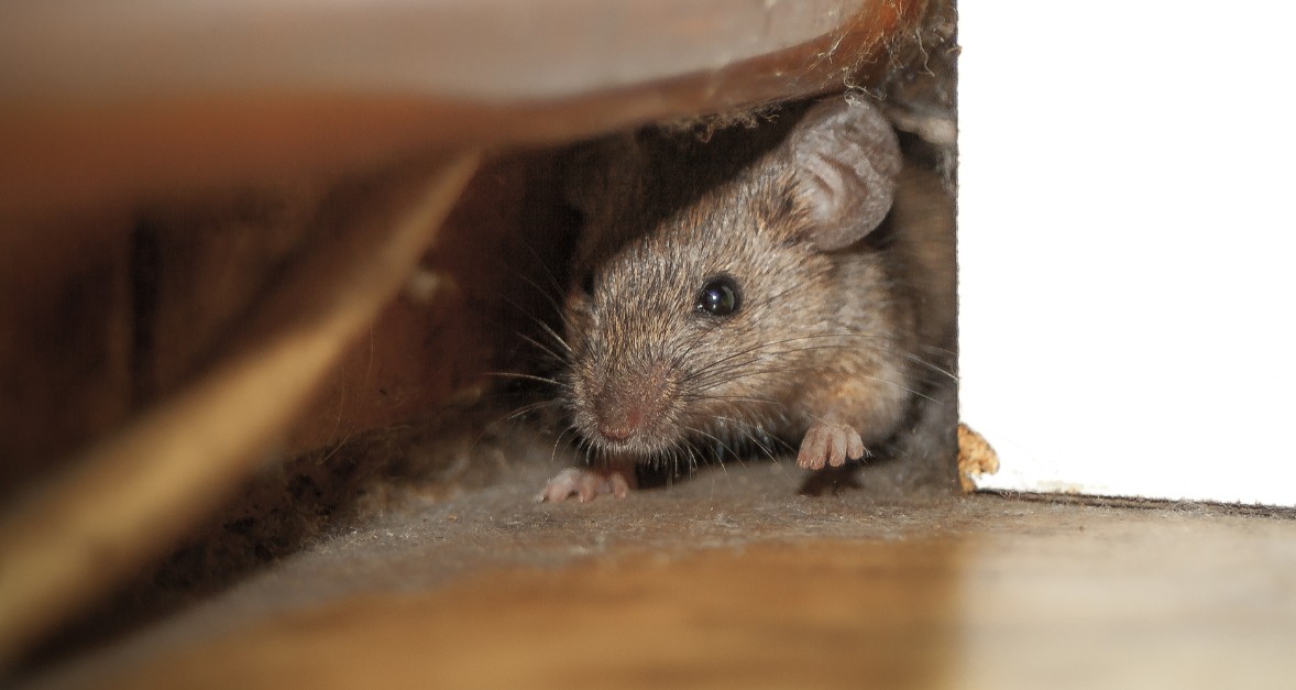 How to Get Rid Of Mouse Urine Smell in the Garage