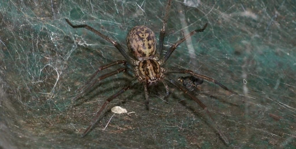How to Keep Spiders Out of a Garage Nels Garage