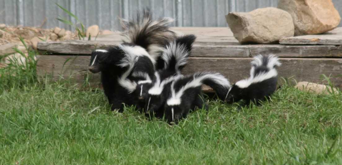how to get rid of skunks in the garage