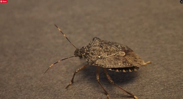 how-to-keep-stink-bugs-away-nels-garage