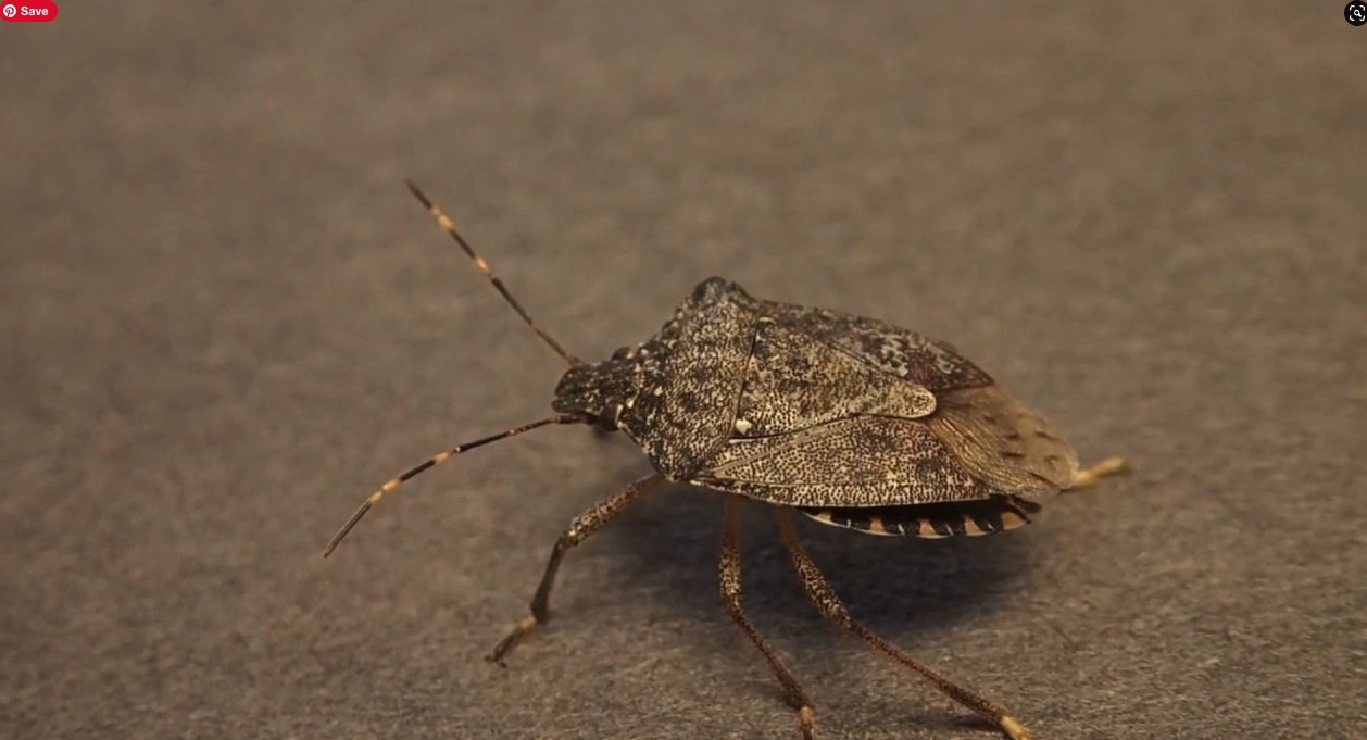 how to get rid of stink bugs in the garage