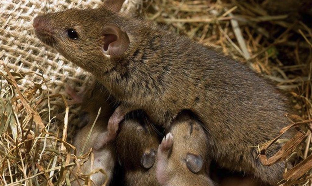 how do mice nests look like