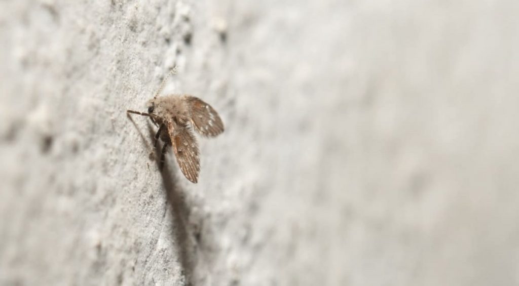 How to Get Rid of Gnats in the Drain Nels Garage