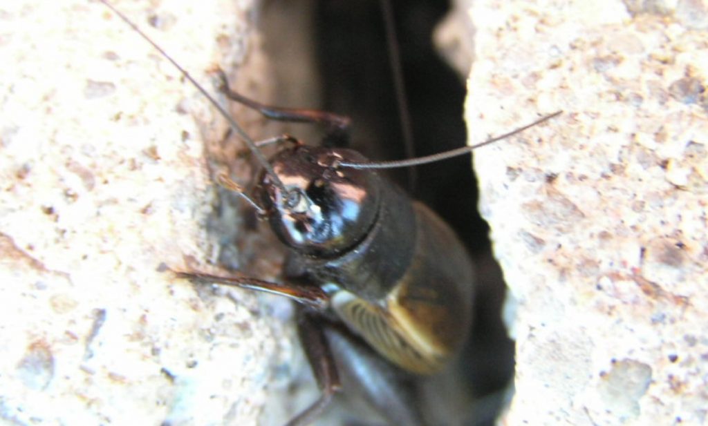 How to Get Rid of Crickets in the Garage Nels Garage