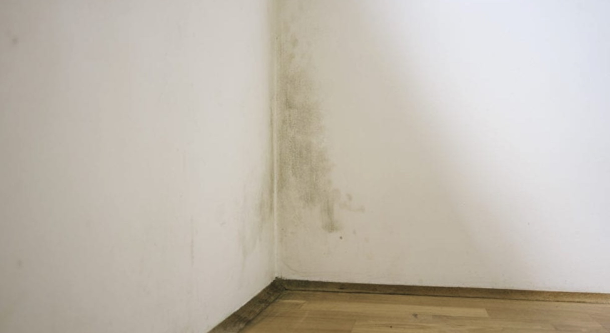 How to Get Rid of Mold on Walls