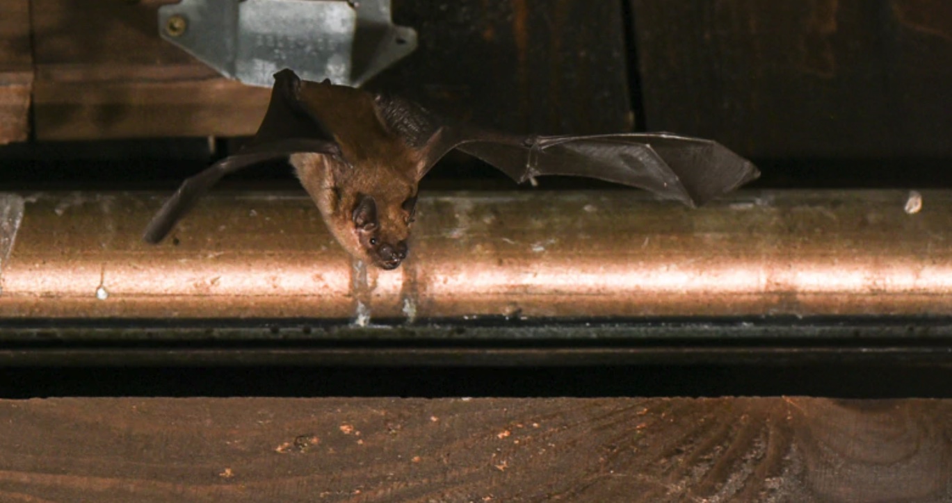 how to get rid of bats in the garage