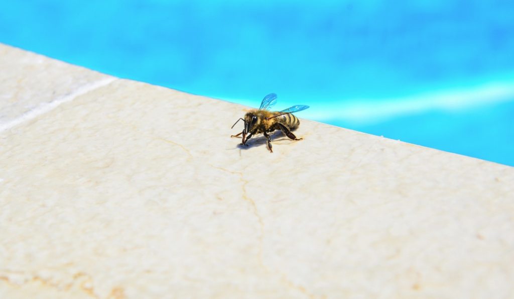 How to Keep Bees Away from the Pool Nels Garage