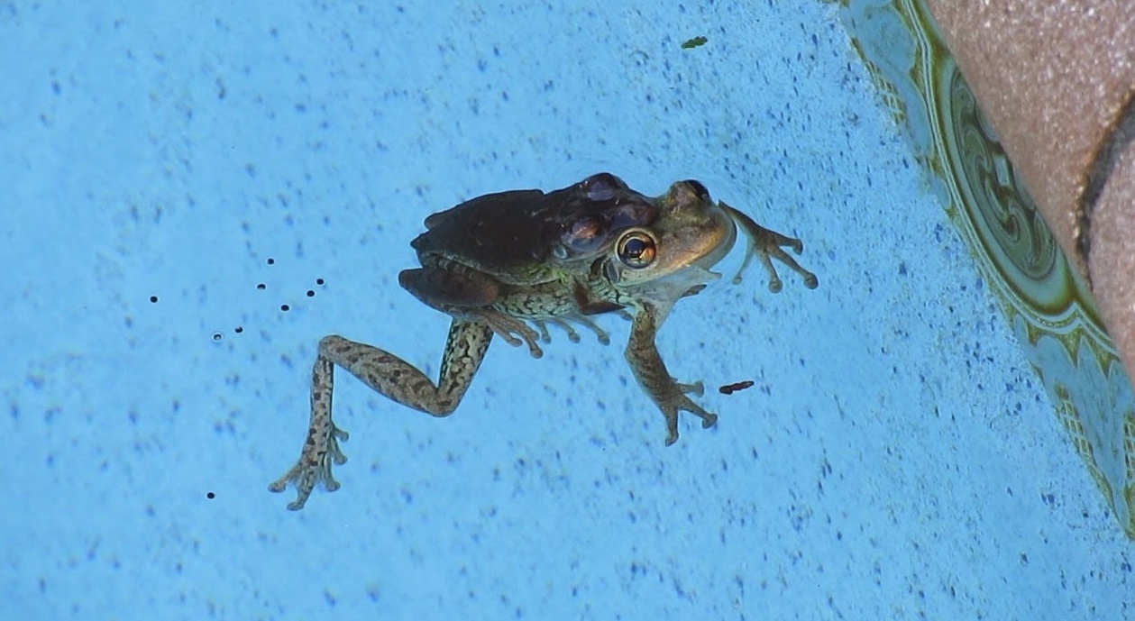 How to Keep Frogs Out of the Pool