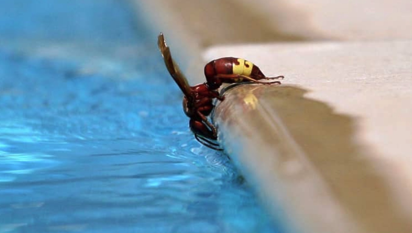 How to Keep Wasps Away from the Pool